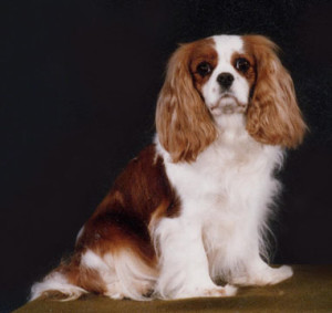 English, Canadian, CKCSC, USA Ch. Sukev Dolly Daydream at Laughing. "Best of Breed" winner at Crufts. Top Cavalier in England, 1987. Dam of "Laughing Charisma" 