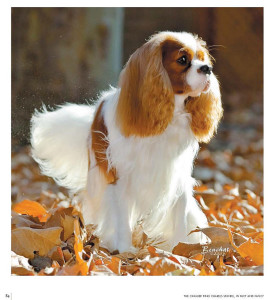 A Gallery of Cavalier King Charles Spaniels