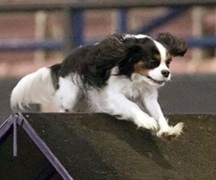 BradyBlue Agility