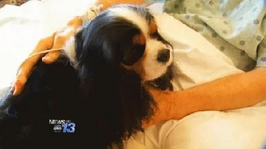 Tully the Therapy Dog