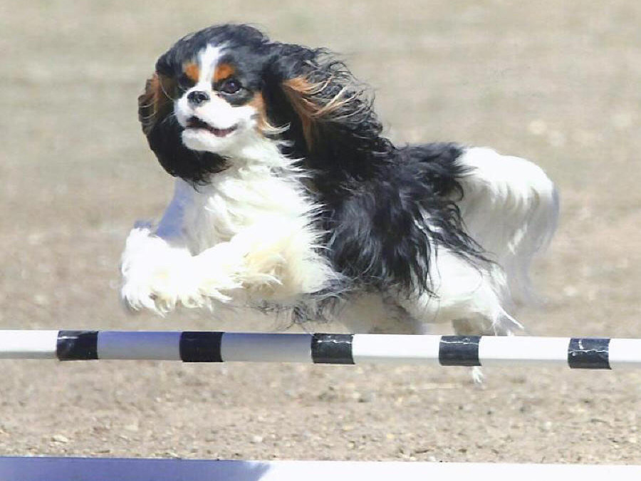 Kagney  Agility